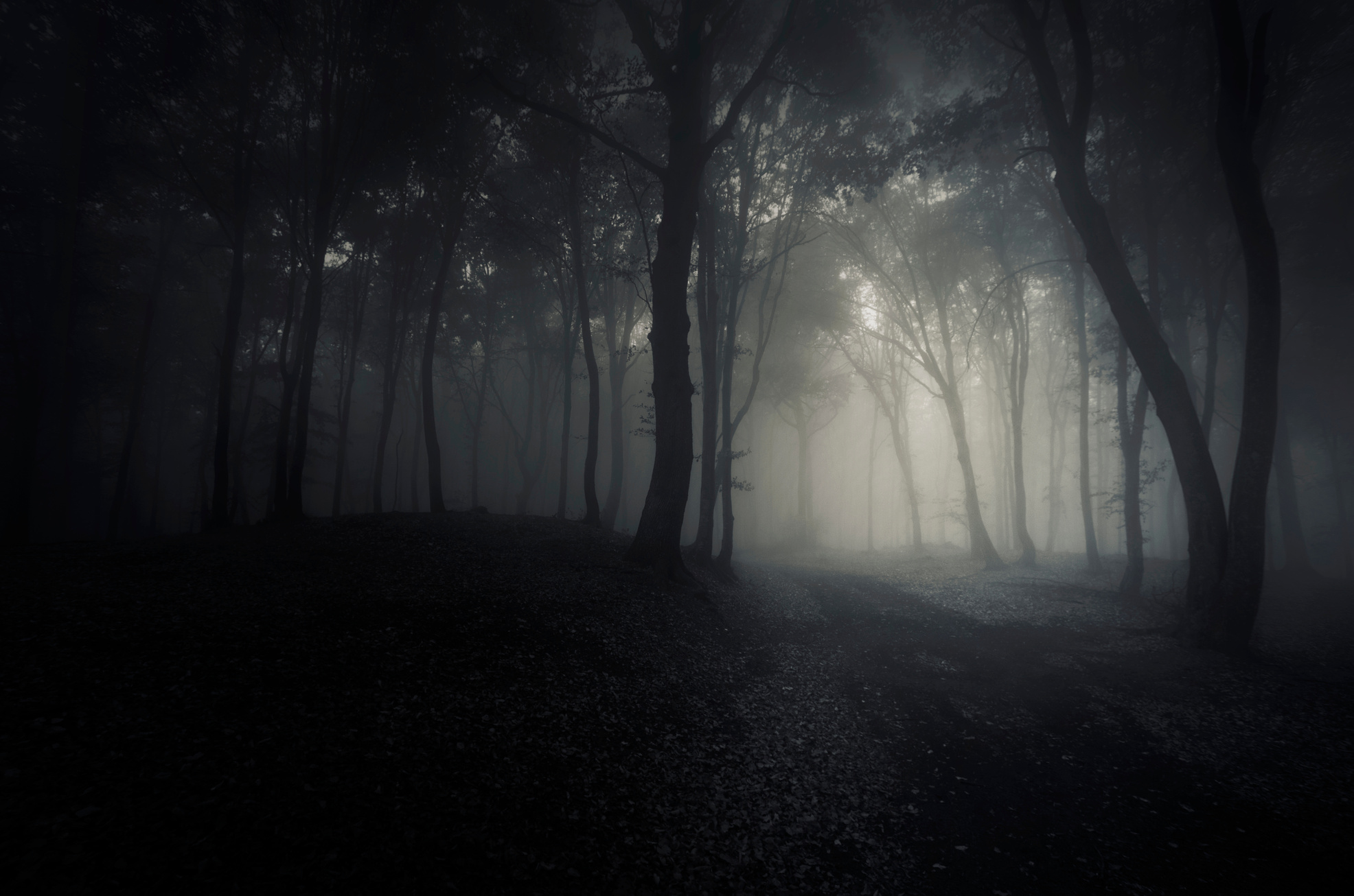 Dark Forest Path